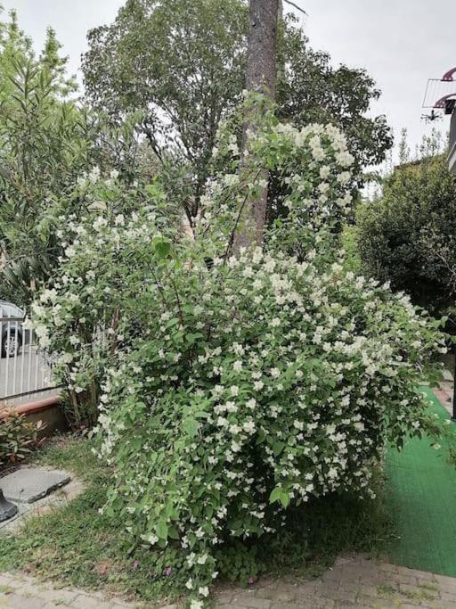 Il Gelsomino Apartman Rimini Kültér fotó