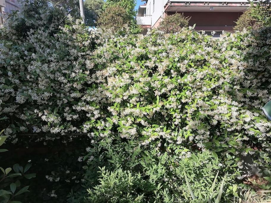 Il Gelsomino Apartman Rimini Kültér fotó